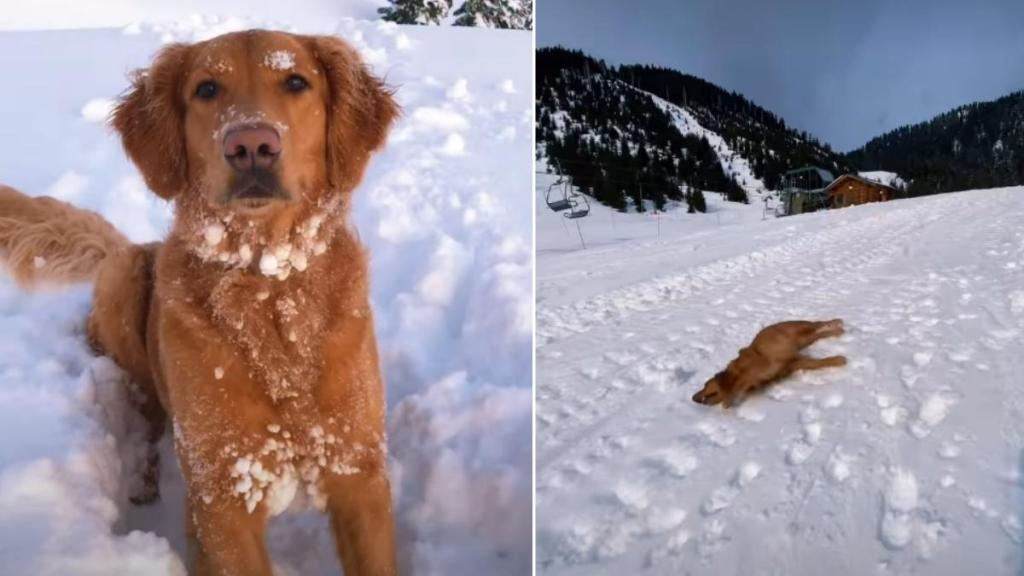 Video: Dog Gives ‘Olympics’ Worthy Performance in Snow