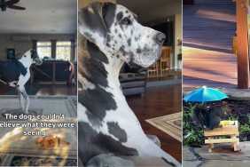 Video: Big Dogs Are So Surprised to See a Squirrel Eat