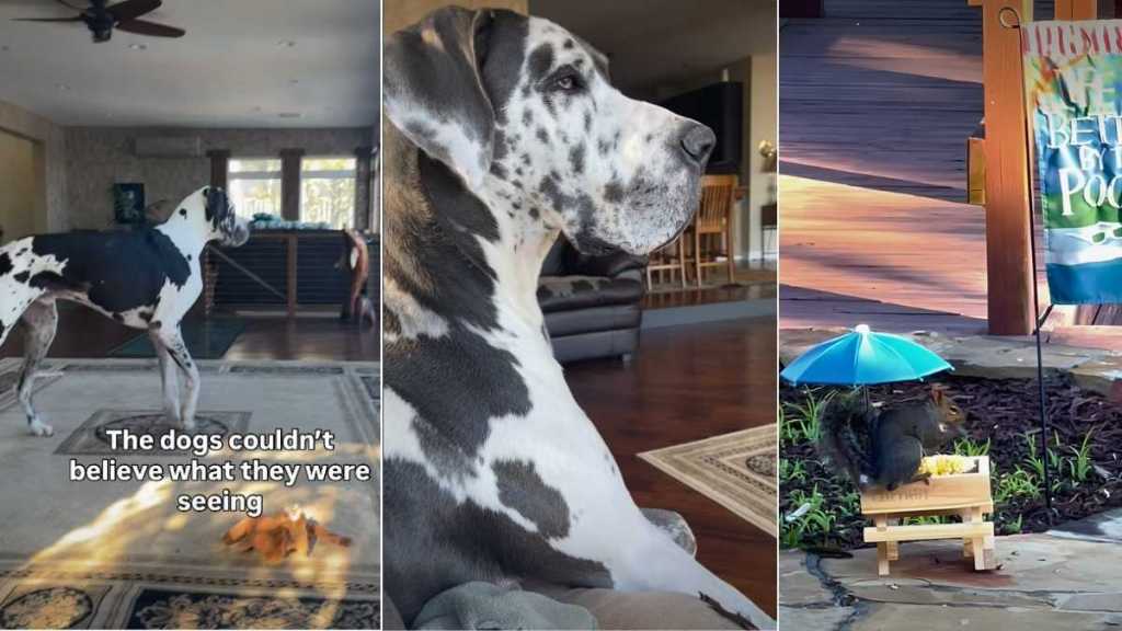 Video: Big Dogs Are So Surprised to See a Squirrel Eat