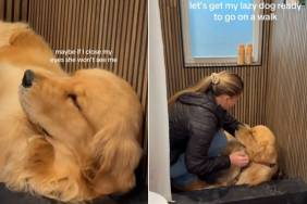Video Shows What It's Like to Take a Lazy Golden Retriever Out on a Walk