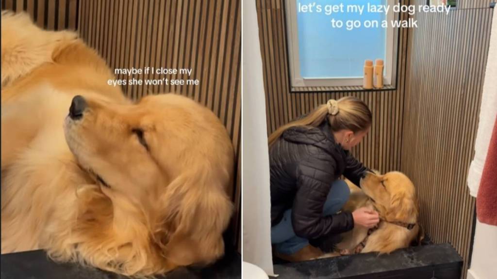 Video Shows What It's Like to Take a Lazy Golden Retriever Out on a Walk