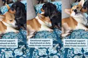 Video of One Dog Comforting Another Will Make Your Day