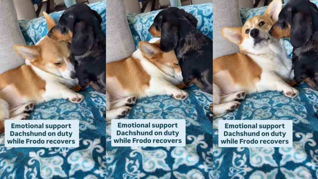 Video of One Dog Comforting Another Will Make Your Day