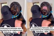 Video: Big Dog Needs Comforting After Being 'Bullied' by Chihuahua