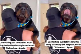 Video: Big Dog Needs Comforting After Being 'Bullied' by Chihuahua