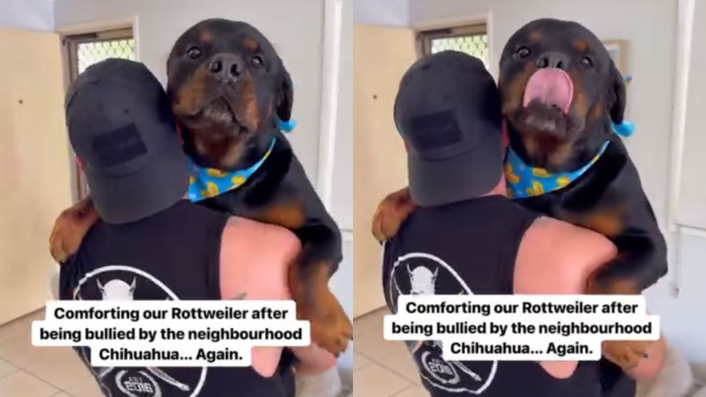 Video: Big Dog Needs Comforting After Being 'Bullied' by Chihuahua