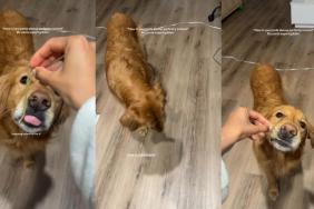 Golden Retriever Is the Pasta Expert of the House & Here’s How He Does It