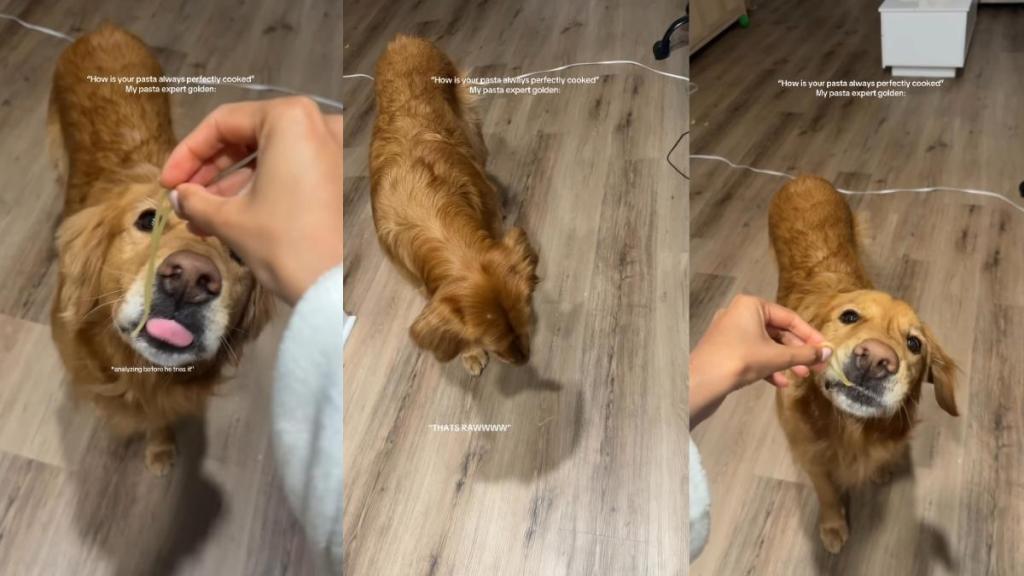 Golden Retriever Is the Pasta Expert of the House & Here’s How He Does It