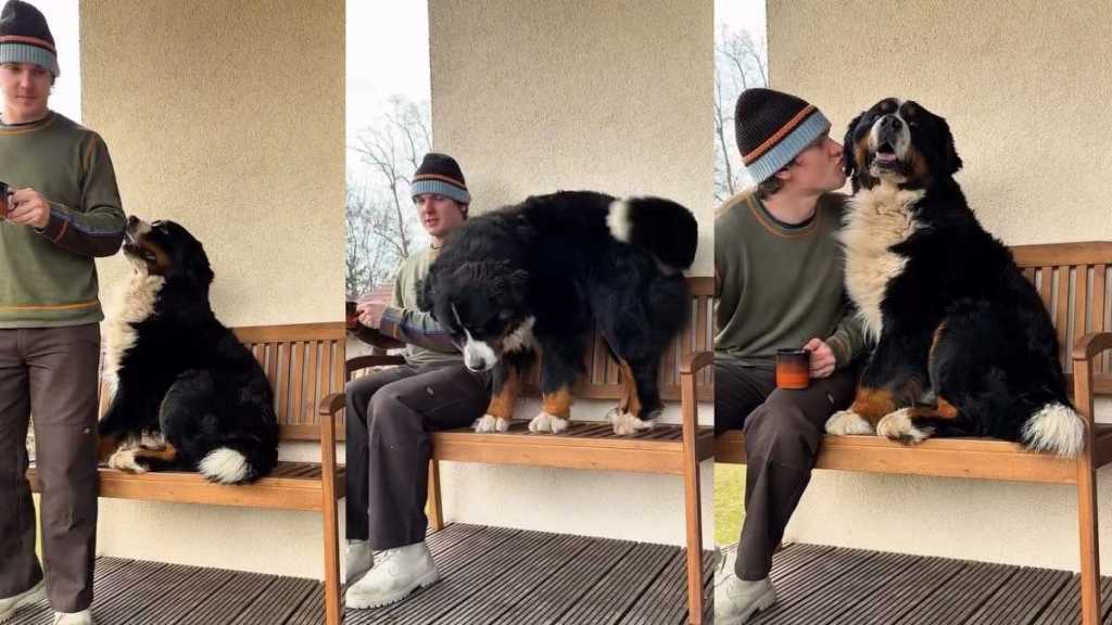 Dog Possibly Doesn't Like Owner Drinking Coffee in Hilarious Video