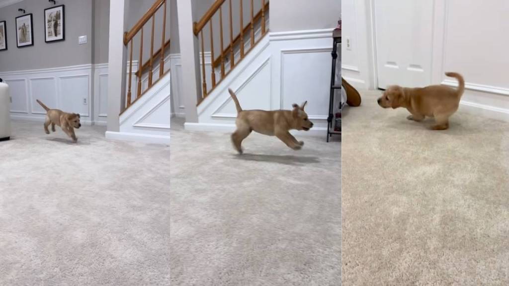 Labrador Puppy Hops Like a Bunny in Cute Video