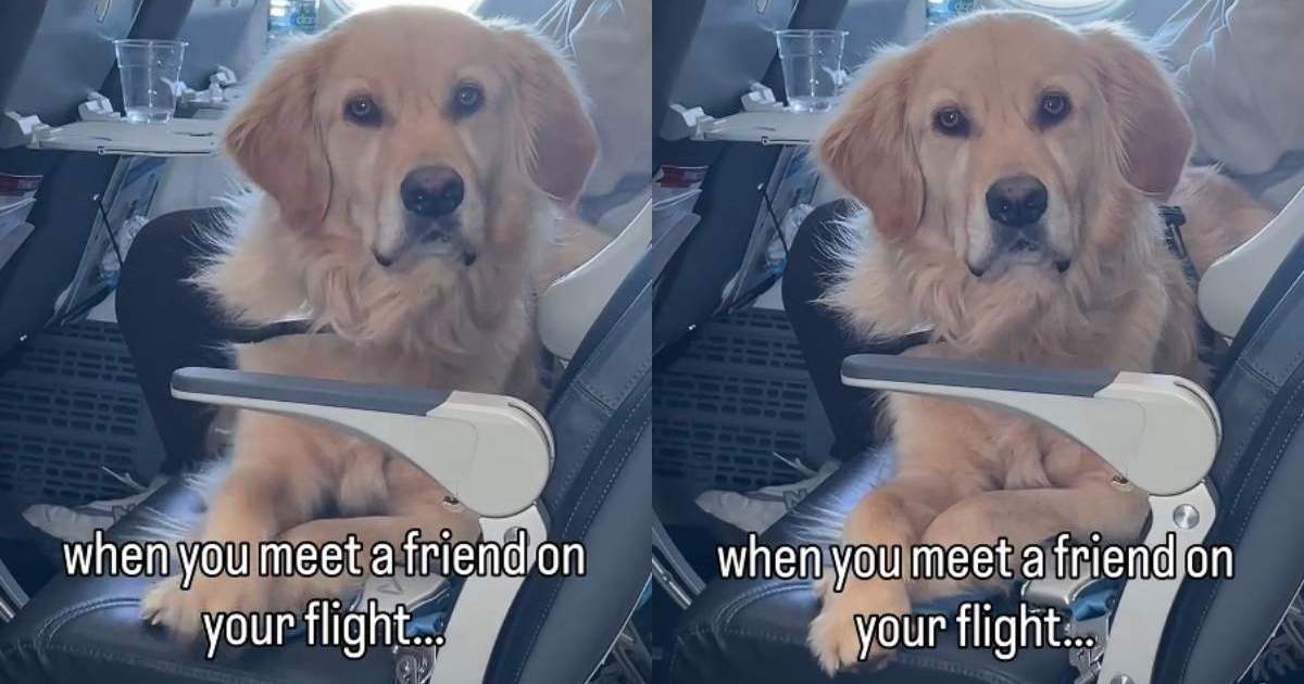 Video Captures a Golden Retriever Meeting a Friend Mid-Flight