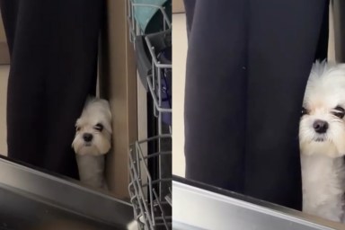 Video: Dog Wants to Be Where Dad Is After Living Apart For a Week