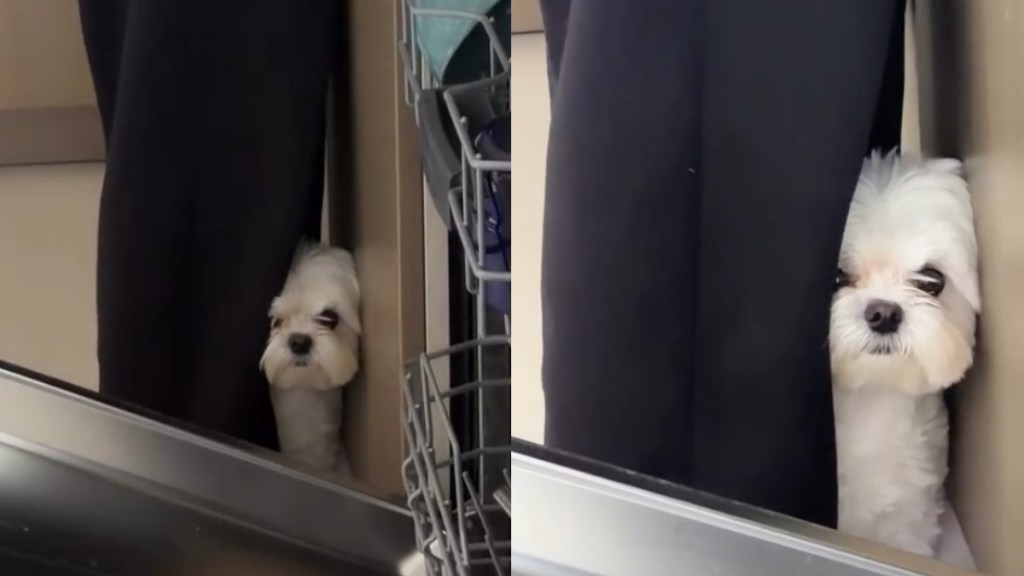Video: Dog Wants to Be Where Dad Is After Living Apart For a Week