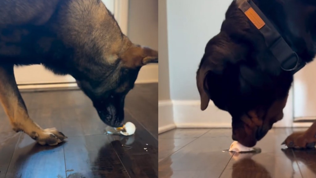Video: 3 Dogs’ Reaction to Egg Is Strikingly Different