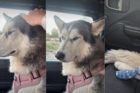 Dog Is 'Upset' With Owner for Luring Her to the Vet in Hilarious Video