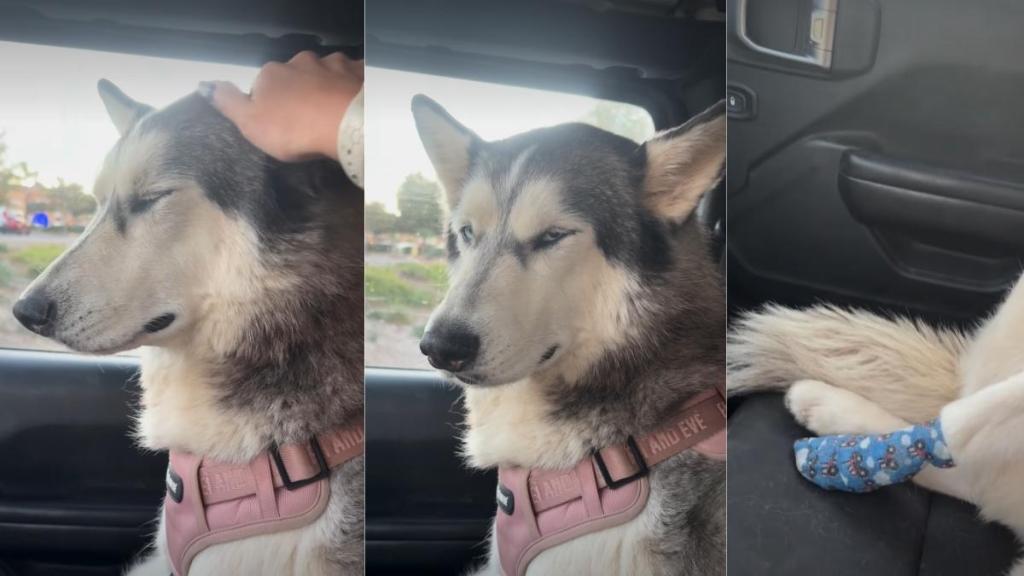 Dog Is 'Upset' With Owner for Luring Her to the Vet in Hilarious Video