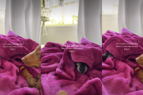 Video: Dog Loves to Test Furry Sister's Limits by Doing This