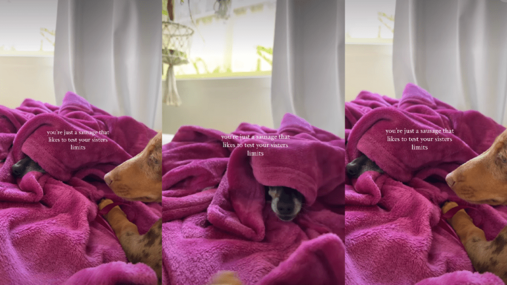 Video: Dog Loves to Test Furry Sister's Limits by Doing This