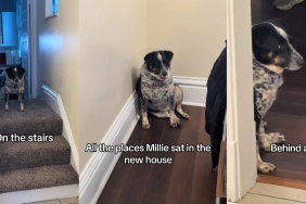 Video: Dog Makes Adorable Attempts to Adjust to New Home