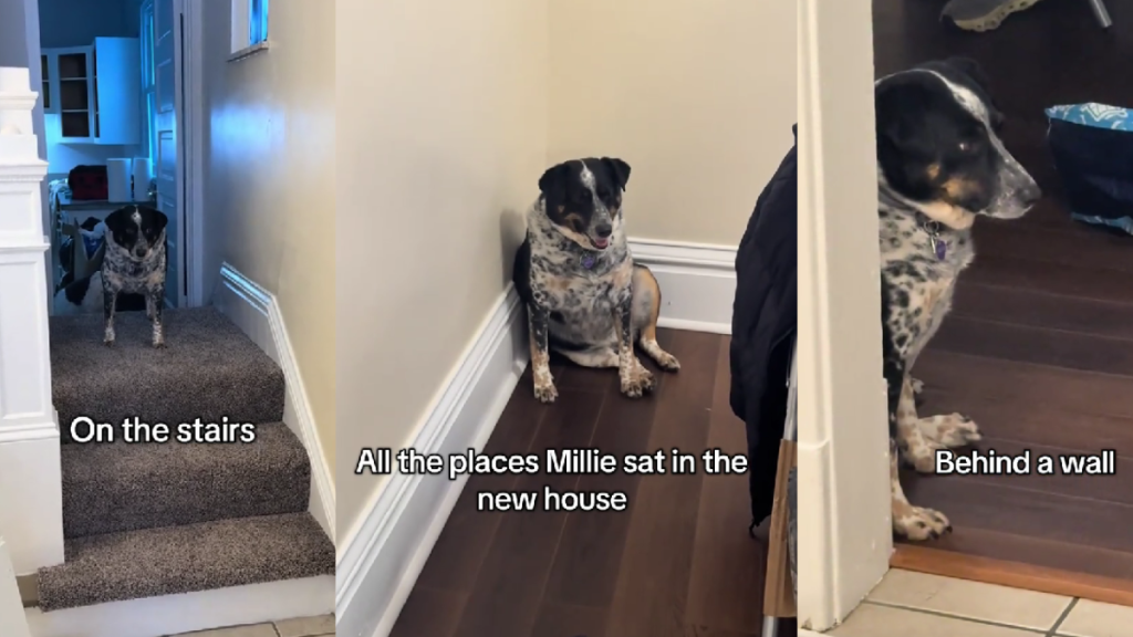 Video: Dog Makes Adorable Attempts to Adjust to New Home