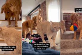 Video: Golden Retriever Takes Her Job of Riling Up the House Cat Very Seriously