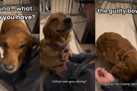 Video: Golden Retriever Bows Before Dad Because She's Guilty of Something