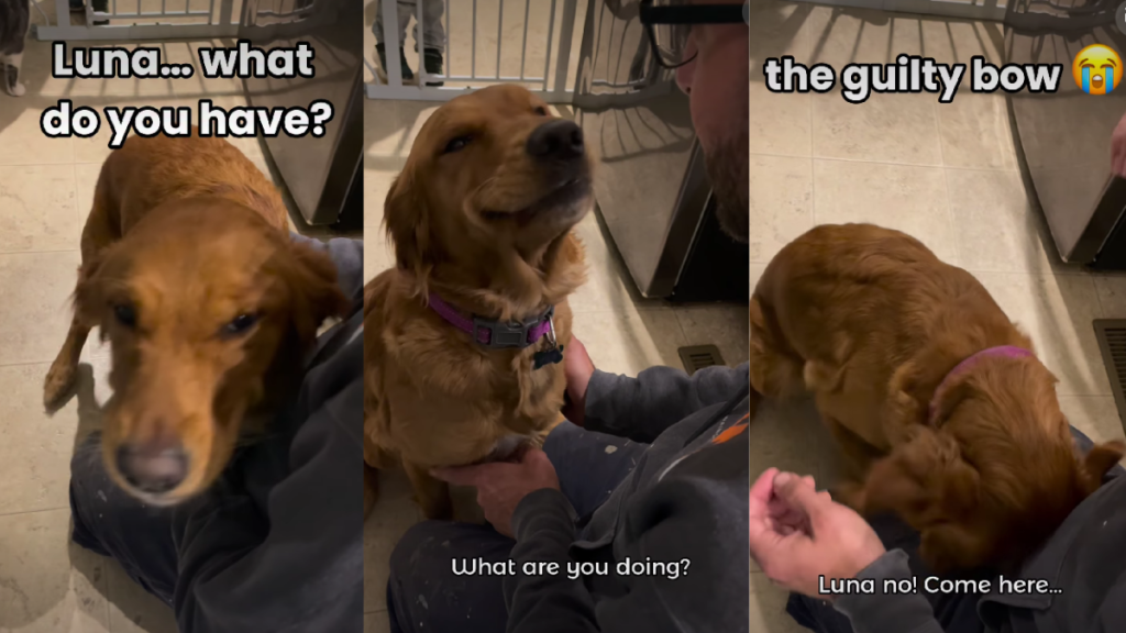 Video: Golden Retriever Bows Before Dad Because She's Guilty of Something