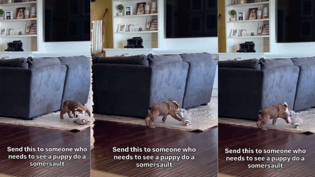 Video: Puppy Goes Viral for Landing a Perfect Somersault