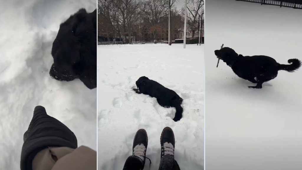 Video: Dog Finds a Stick in Snow, Loses It & Finds It Again