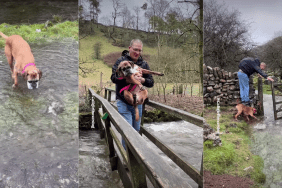 Video: Dog’s Displeasure During Walk Shows Clearly on Her Face