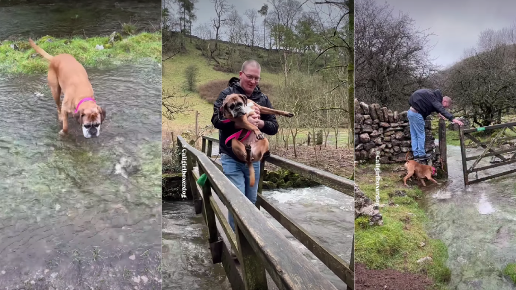 Video: Dog’s Displeasure During Walk Shows Clearly on Her Face