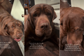 Video: Dog Likes to Bring ‘Presents’ for Owner but Refuses to Show Them