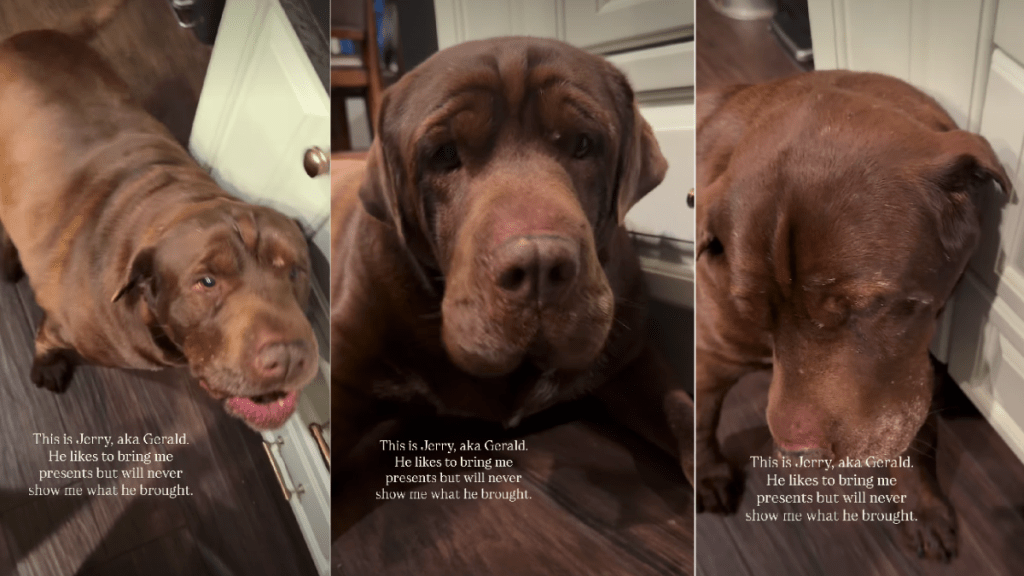 Video: Dog Likes to Bring ‘Presents’ for Owner but Refuses to Show Them