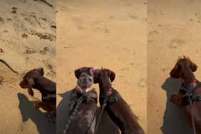 Video of Dogs’ First Meeting With a Crab Will Brighten Your Feed
