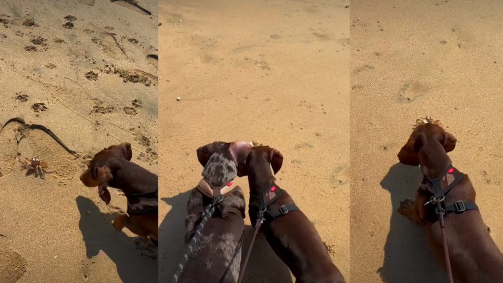 Video of Dogs’ First Meeting With a Crab Will Brighten Your Feed