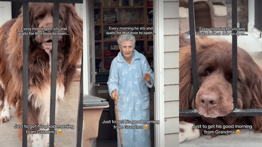 Big Dog's Morning Routine Is to Wait for Grandma to Open Her Door