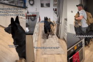Video: Dogs’ Reactions to Dad Returning Home Is Pure Love