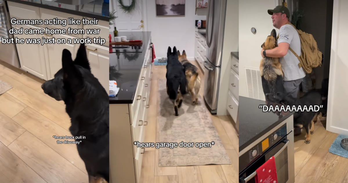 Video: Dogs' Reactions to Dad Returning Home Is Pure Love - DogTime