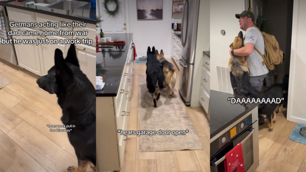 Video: Dogs’ Reactions to Dad Returning Home Is Pure Love