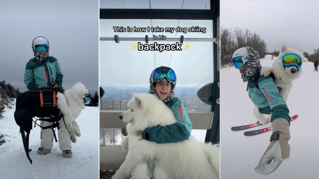 Video: Big Dog Goes Skiing, but There's a Catch