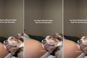 Dog Rests Gently on Owner's Baby Bump in Adorable Video