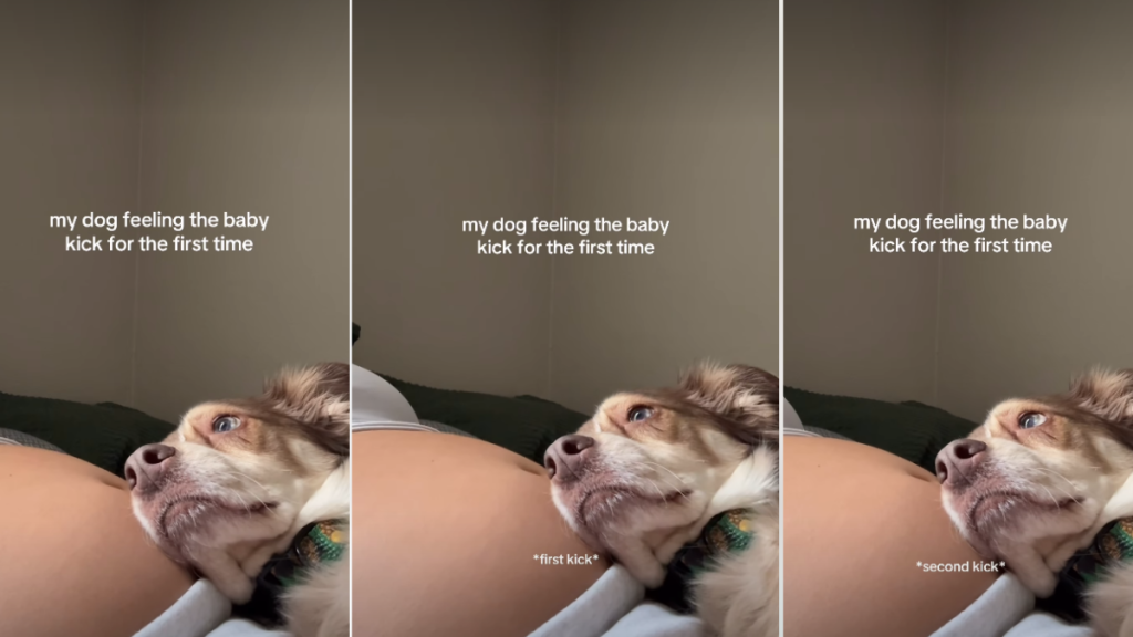 Dog Rests Gently on Owner's Baby Bump in Adorable Video