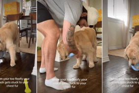 Golden Retriever's Floof Gets in the Way of His Snacking in Adorable Video