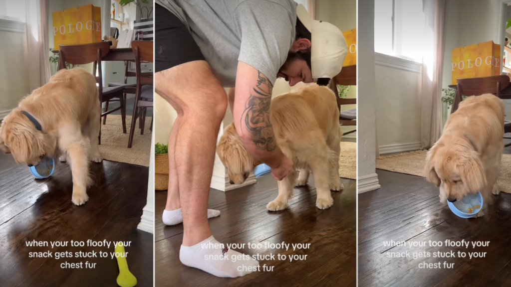 Golden Retriever's Floof Gets in the Way of His Snacking in Adorable Video