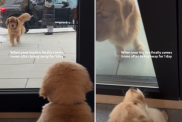 Golden Retriever Puppy Reacts to Furry Brother Coming Home After a Day