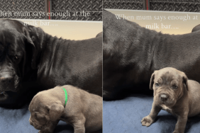 Mama Dog Teaches Her Newborn Pups Boundaries in Funny Video