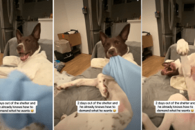 Video: Foster Dog Knows the Best Way To Demand Belly Rubs