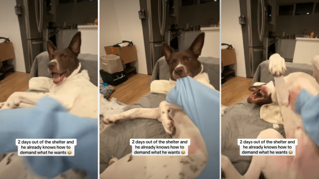 Video: Foster Dog Knows the Best Way To Demand Belly Rubs