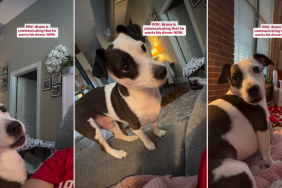 Video: This Is How Dog Communicates When He Wants Dinner