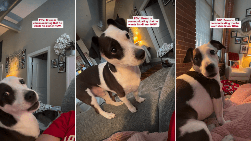 Video: This Is How Dog Communicates When He Wants Dinner